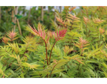 Lijsterbesspirea Sem®