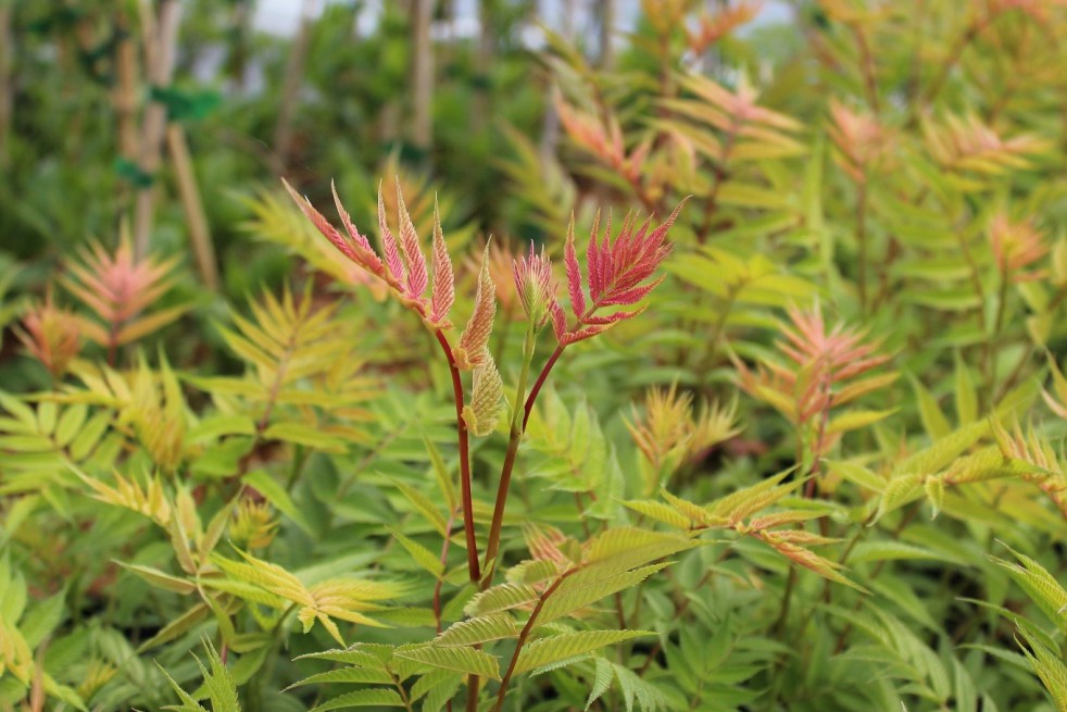 Sorbaire à feuilles de sorbier Sem®