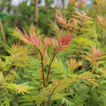 Sorbaire à feuilles de sorbier Sem®