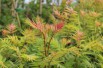 Sorbaire à feuilles de sorbier Sem®