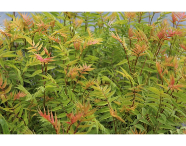 Sorbaire à feuilles de sorbier Sem®