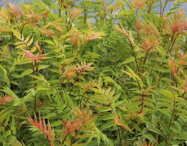 Sorbaire à feuilles de sorbier Sem®