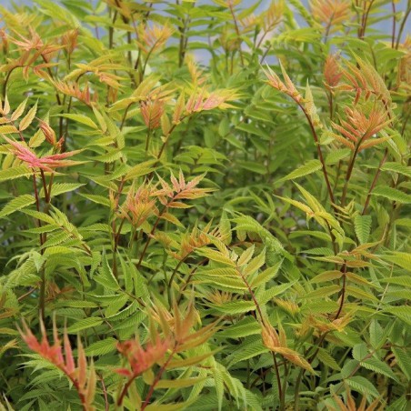 False spiraea Sem®