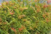 Sorbaire à feuilles de sorbier Sem®