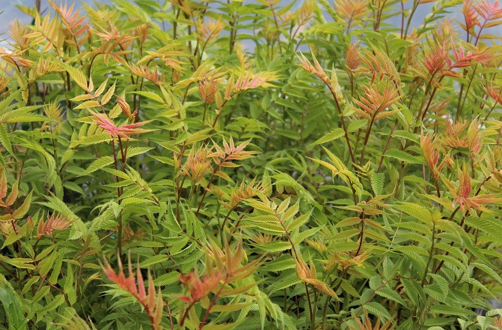 Lijsterbesspirea Sem®