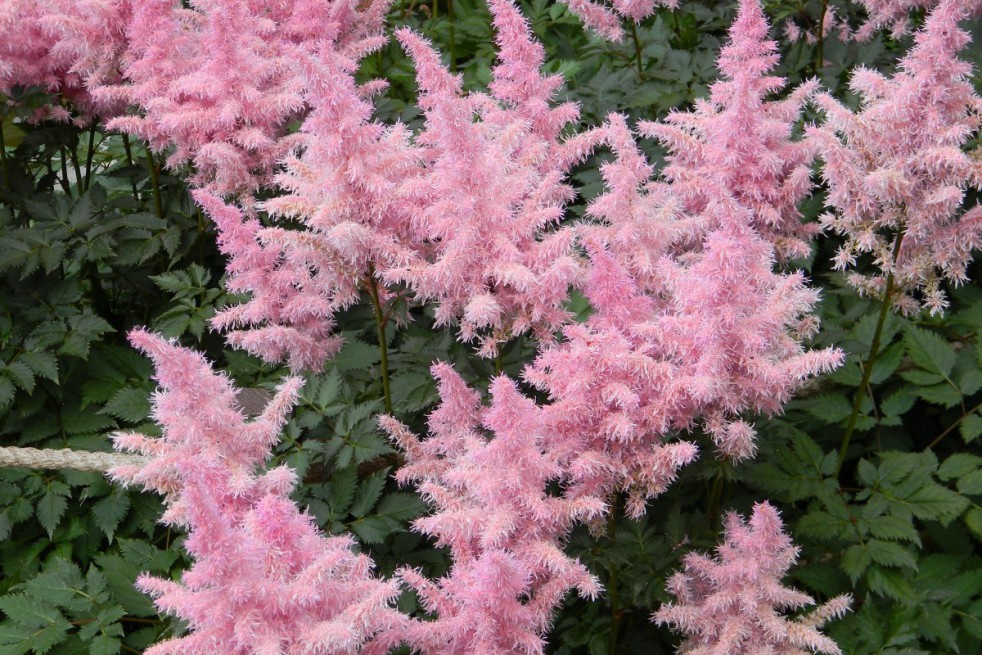 Astilbe Astary rose