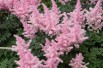 Spirea Astilbe Astary rose
