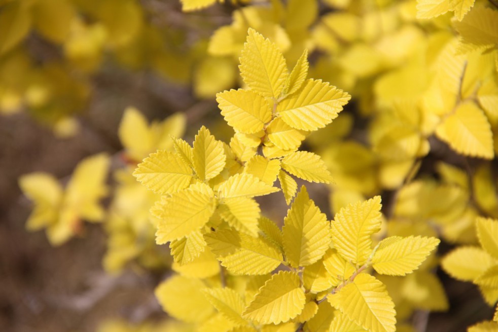 Golden-leaved Chinese dwarf elm
