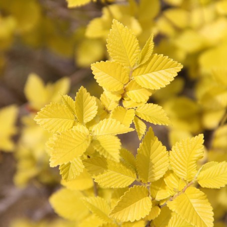 Orme nain à feuilles dorées