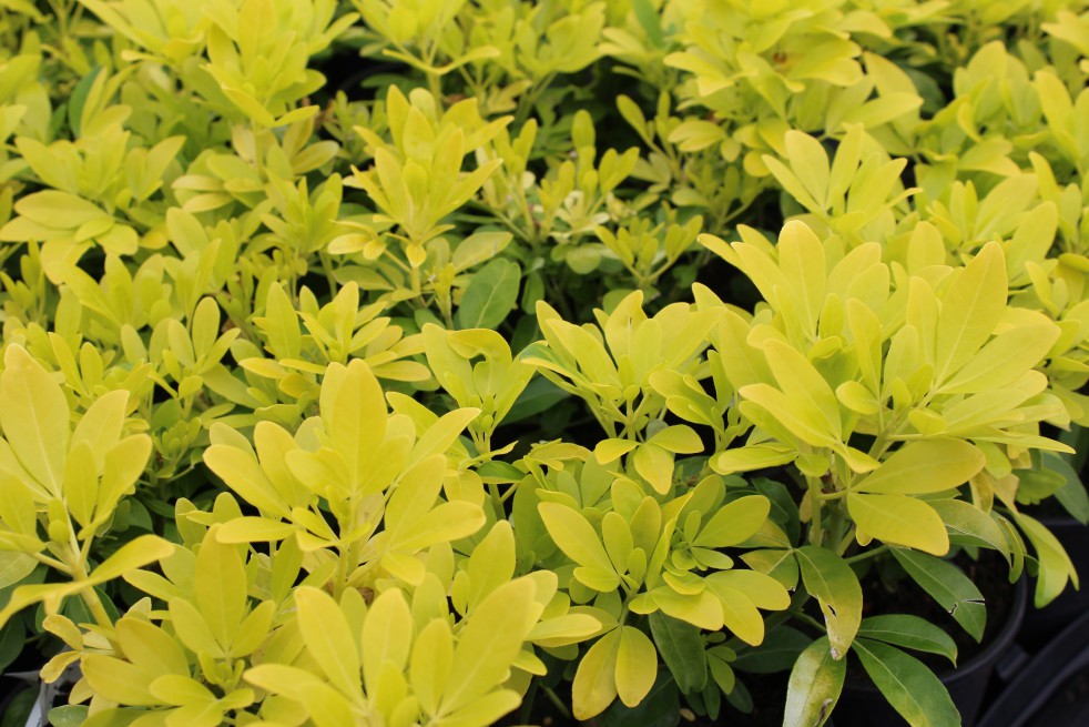 Mexican orange blossom Sundance Lich