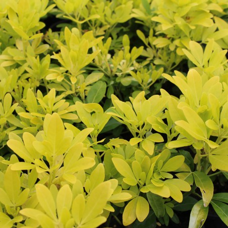 Mexican orange blossom Sundance Lich