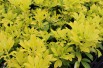 Mexican orange blossom Sundance Lich