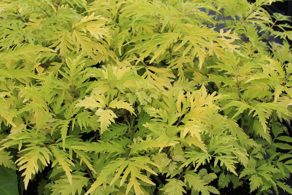 Plumosa Aurea bergvlierbes