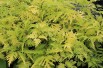 Elderberry Plumosa Aurea