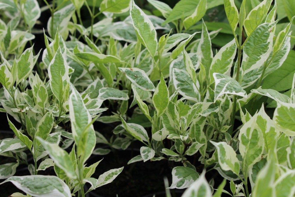 Red-barked dogwood Elegantissima Red-barked dogwood Elegantissima