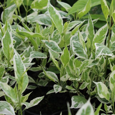 Bonte kornoelje Elegantissima