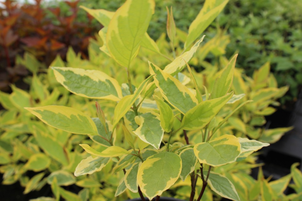 Golden Variegated Dogwood Spaethii (Jardins du Monde.be)