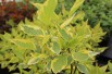 Golden Variegated Dogwood Spaethii (Jardins du Monde.be)