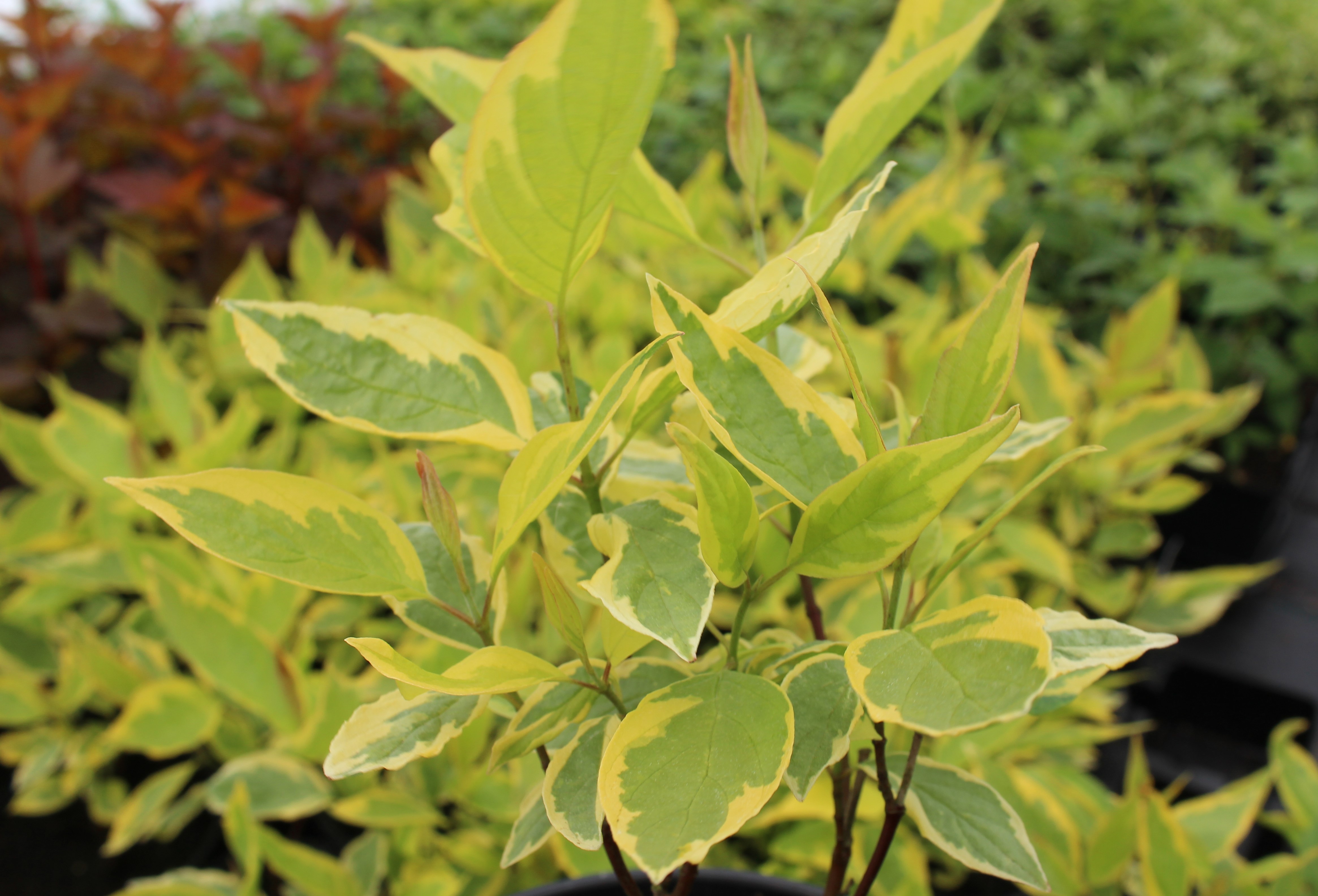 Golden Variegated Dogwood Spaethii