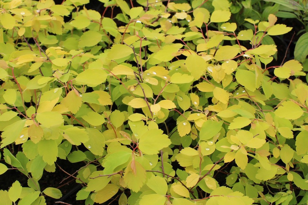 Vanhoutte spirea Gold Fountain (Salicyna, CC BY-SA 4.0 , via Wikimedia Commons)