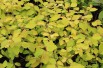 Vanhoutte spirea Gold Fountain (Salicyna, CC BY-SA 4.0 , via Wikimedia Commons)