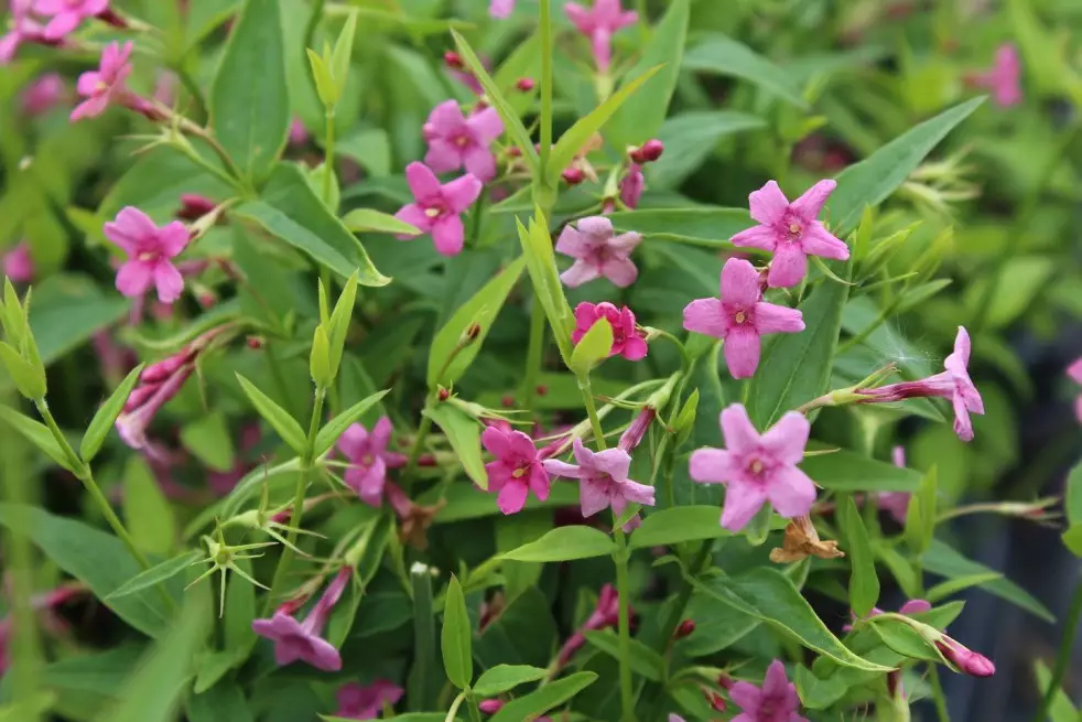 Jasmin rouge (Jardins du Monde.be)