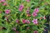 Jasmin rouge (Jardins du Monde.be)