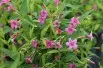 Jasmin rouge (Jardins du Monde.be)