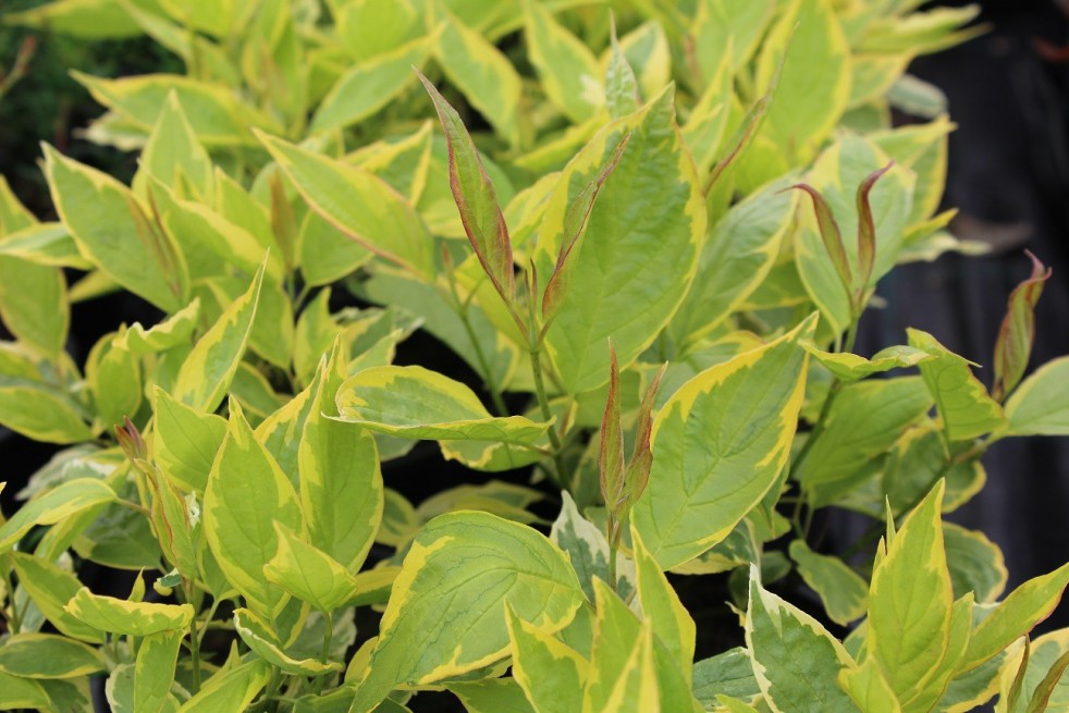 Tartarian dogwood Gouchaultii