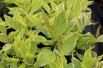 Tartarian dogwood Gouchaultii