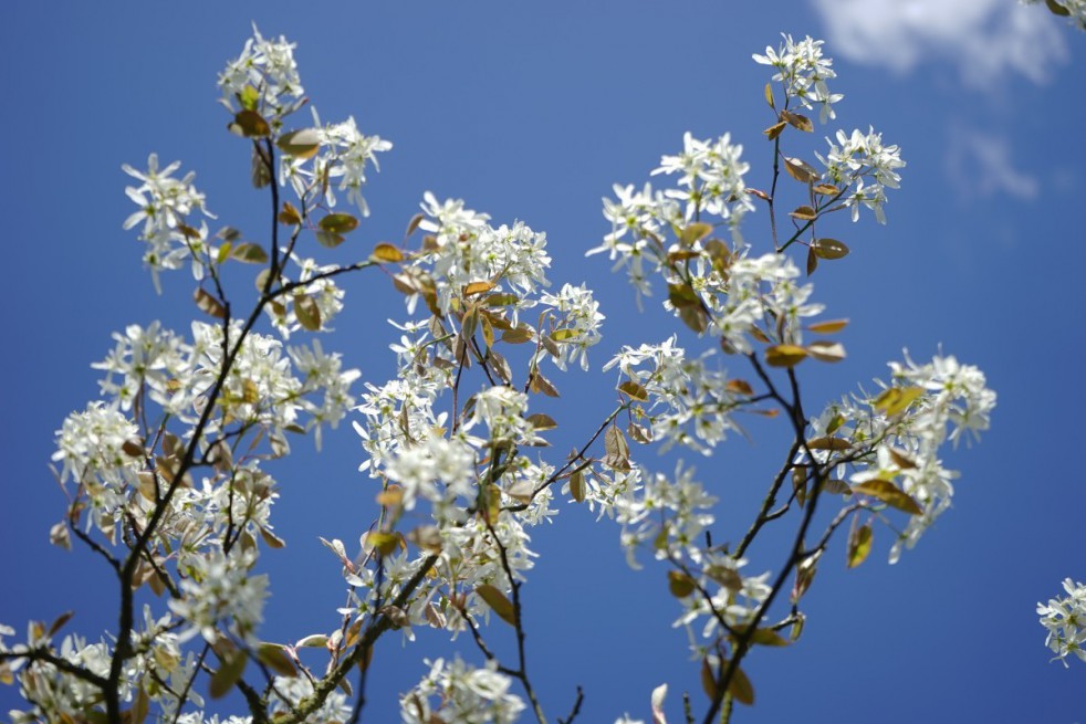 Alder-leaf shadbush Honeywood