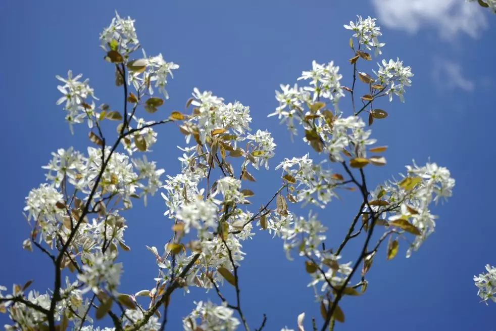 Alder-leaf shadbush Honeywood