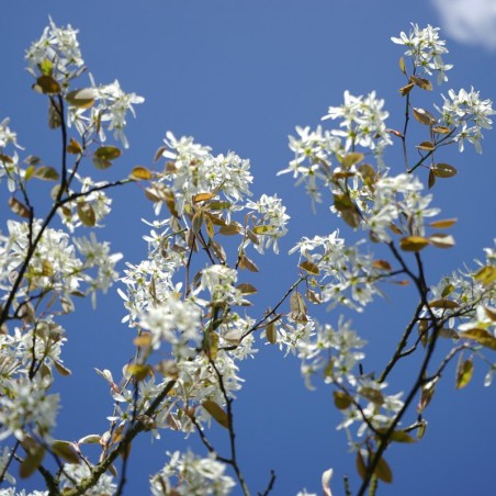Krentenboompje Honeywood