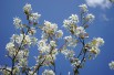 Alder-leaf shadbush Honeywood