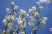 Alder-leaf shadbush Honeywood