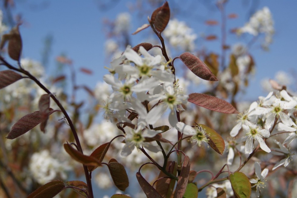 Alder-leaf shadbush Honeywood Alder-leaf shadbush Honeywood