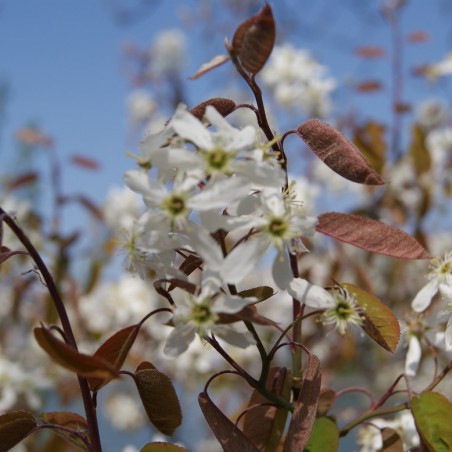 Alder-leaf shadbush Honeywood