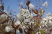 Alder-leaf shadbush Honeywood