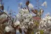 Alder-leaf shadbush Honeywood