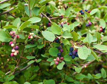 Alder-leaf shadbush Honeywood (John Freeland, CC BY 2.0 , via Wikimedia Commons)