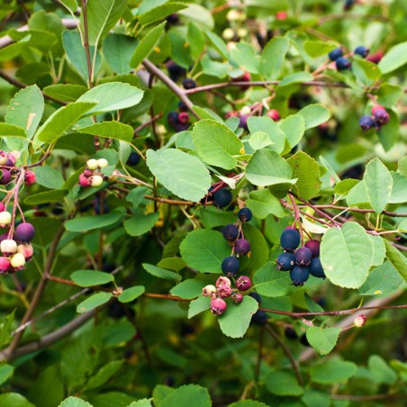 Amélanchier à feuilles d'aulne Honeywood (John Freeland, CC BY 2.0 , via Wikimedia Commons)