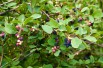 Alder-leaf shadbush Honeywood (John Freeland, CC BY 2.0 , via Wikimedia Commons)