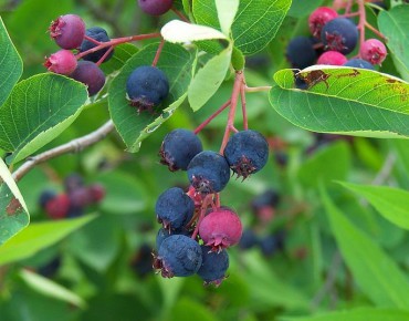 Alder-leaf shadbush Thiessen (Eiku, CC BY-SA 3.0 , via Wikimedia Commons)