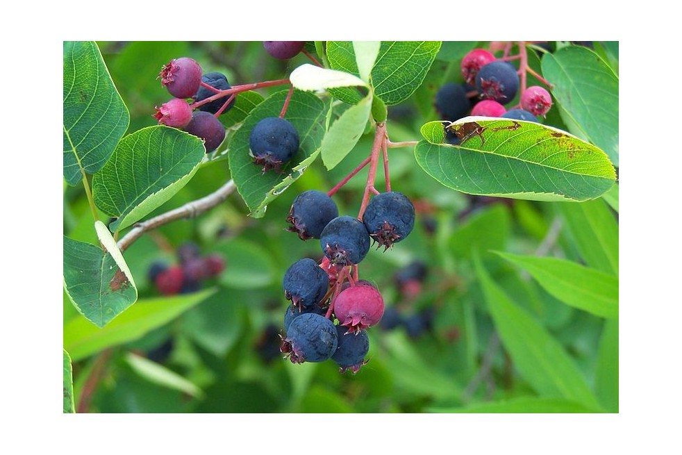 Alder-leaf shadbush Thiessen (Eiku, CC BY-SA 3.0 , via Wikimedia Commons)