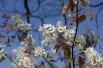 Alder-leaf shadbush Thiessen (Jardins du Monde.be)