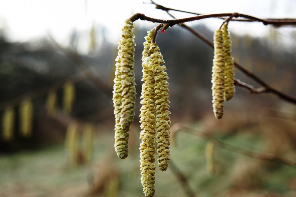 Noisetier Tonda Romana