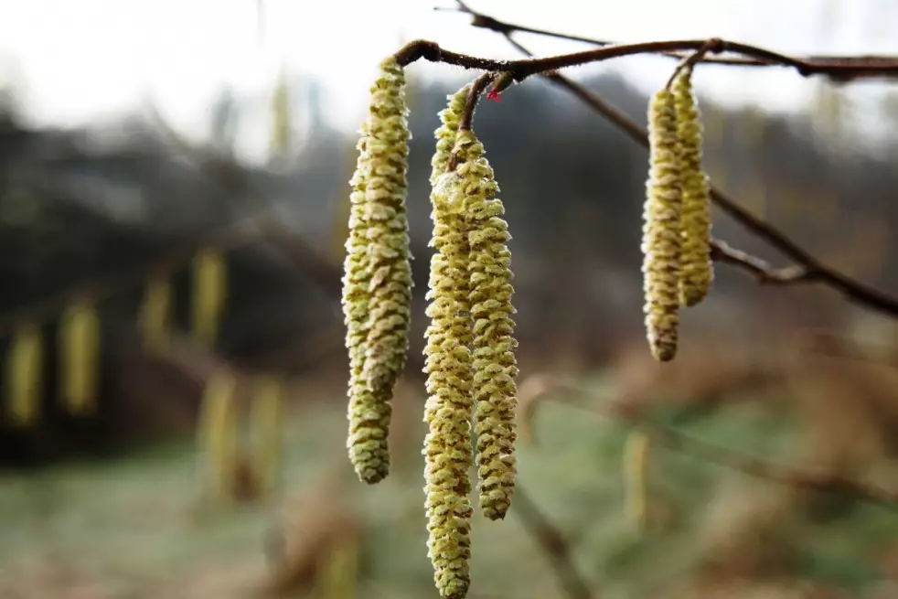 Hazelnut Tonda Romana