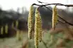 Hazelnut Tonda Romana