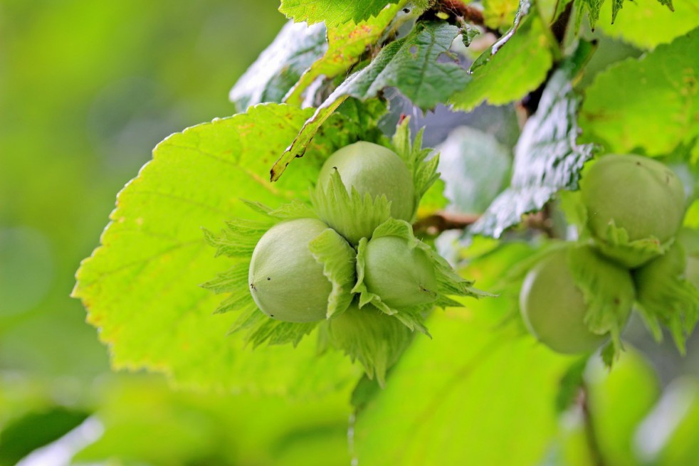 Hazelnut Tonda Romana