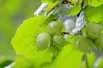 Hazelnut Tonda Romana